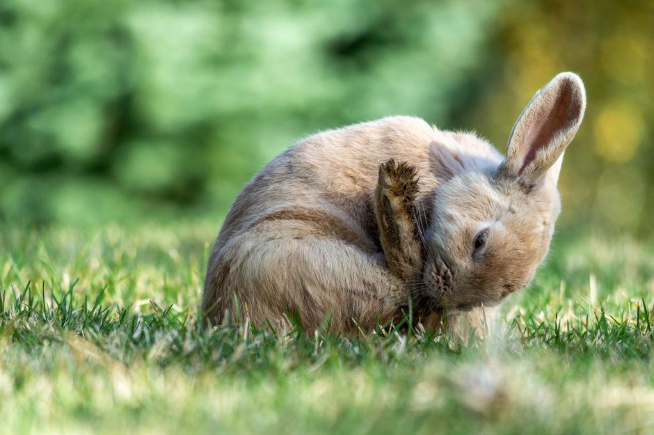A cute rabbit meticulously cleaning its fur in a sunlit meadow.